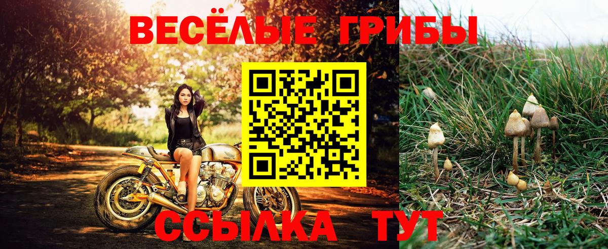 Галлюциногенные грибы GOLDEN TEACHER Дальнегорск